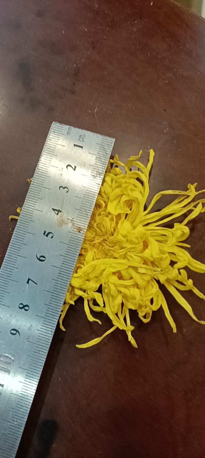 金丝皇菊大货批发，视频看货，产地直发，规格齐全