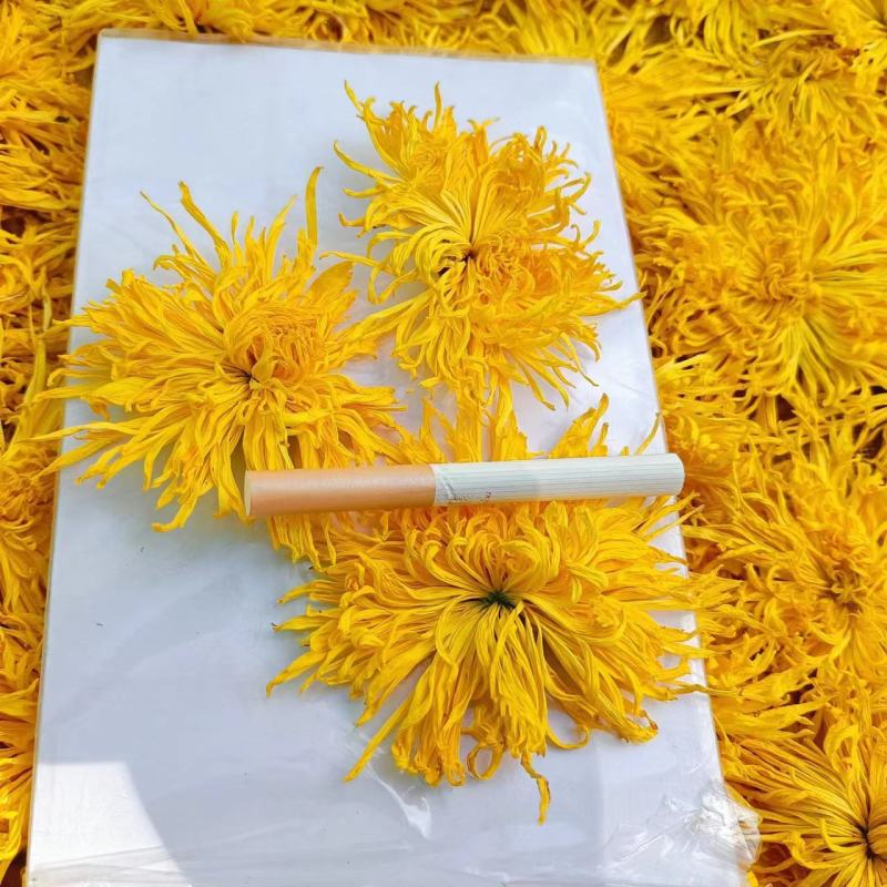 金丝皇菊大货批发，视频看货，产地直发，规格齐全