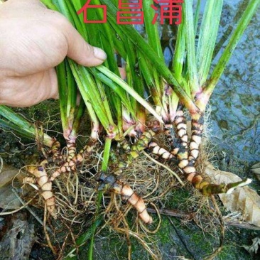 石菖蒲干货江西野生石菖蒲干货种苗