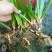 石菖蒲干货江西野生石菖蒲干货种苗