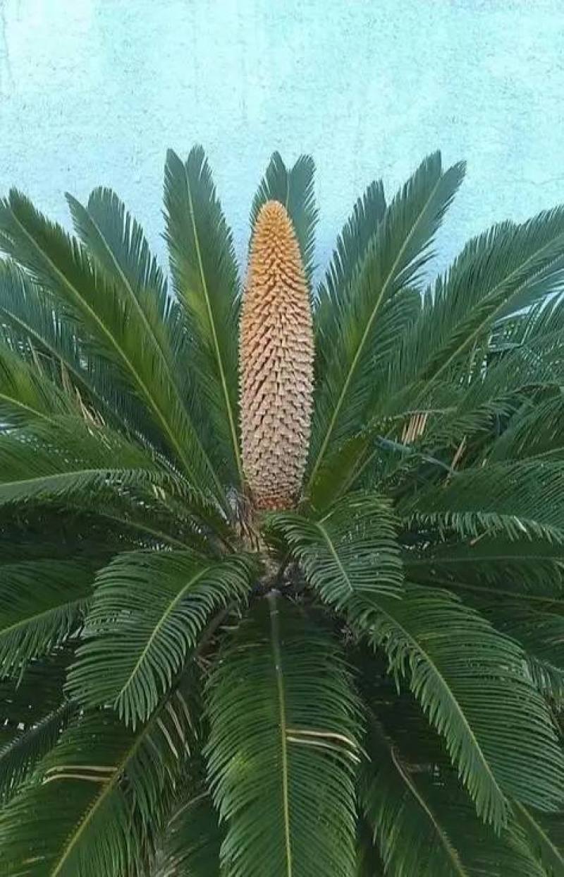 铁树种子林木种籽国产散装四季多年生景观绿化工程观叶种孑