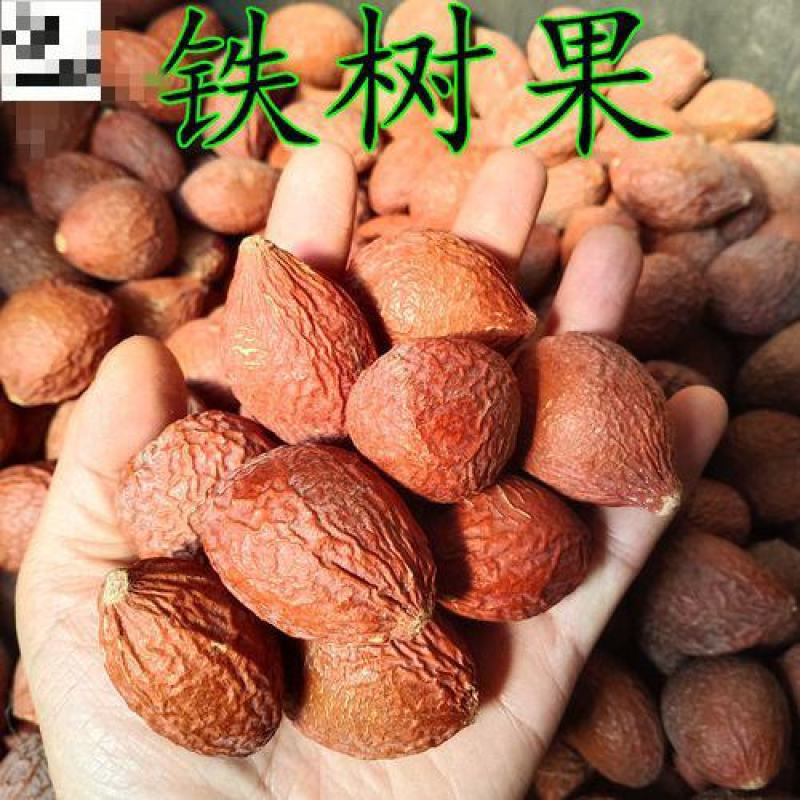 铁树种子林木种籽国产散装四季多年生景观绿化工程观叶种孑