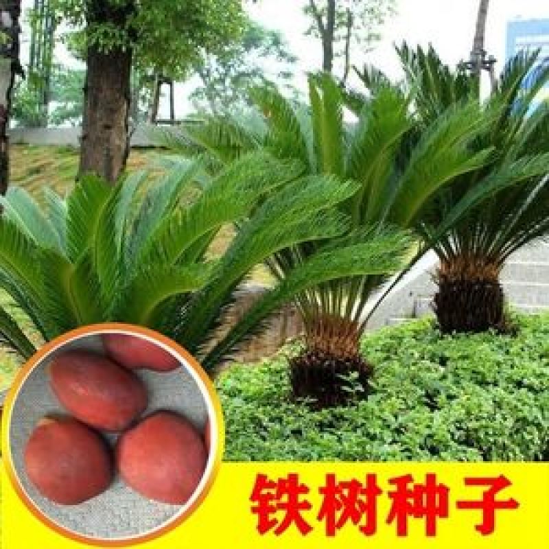 铁树种子林木种籽国产散装四季多年生景观绿化工程观叶种孑