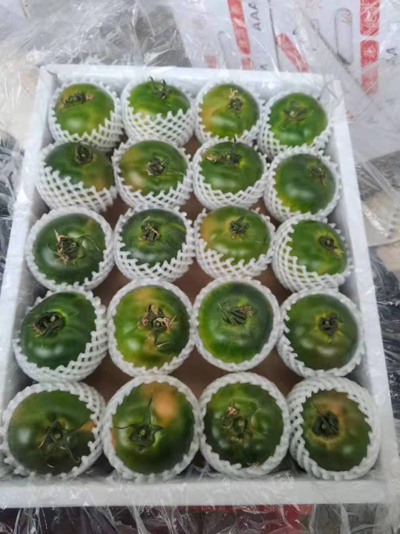 草莓柿子