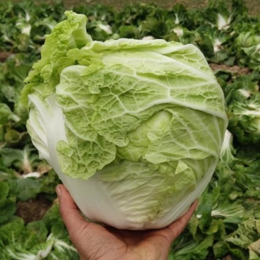 秦白2号大白菜大量上市中，货量充足支持全国各地发货
