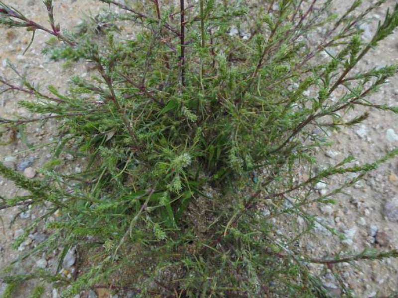 沙蓬种子批发牧草种子沙蓬刺蓬种籽新货牛羊驴马驼养肥营养饲