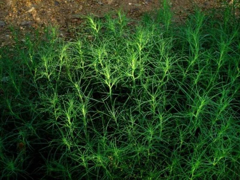 沙蓬种子批发牧草种子沙蓬刺蓬种籽新货牛羊驴马驼养肥营养饲