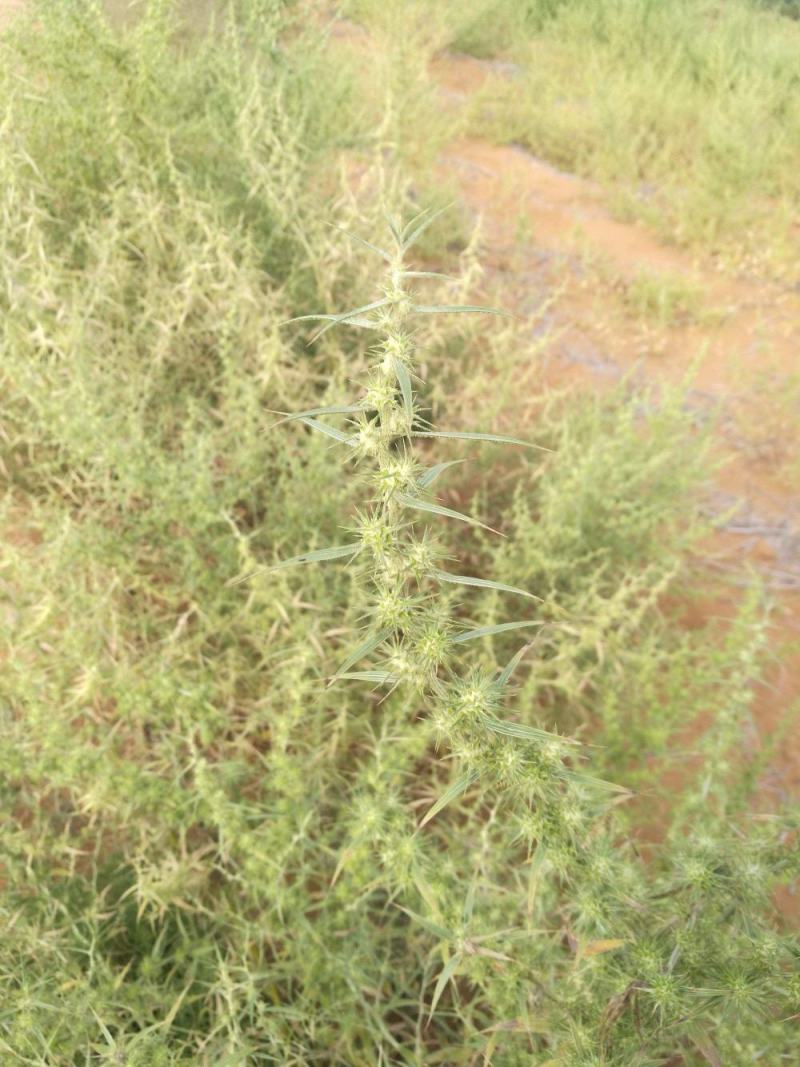 沙蓬种子批发牧草种子沙蓬刺蓬种籽新货牛羊驴马驼养肥营养饲