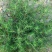 沙蓬种子批发牧草种子沙蓬刺蓬种籽新货牛羊驴马驼养肥营养饲