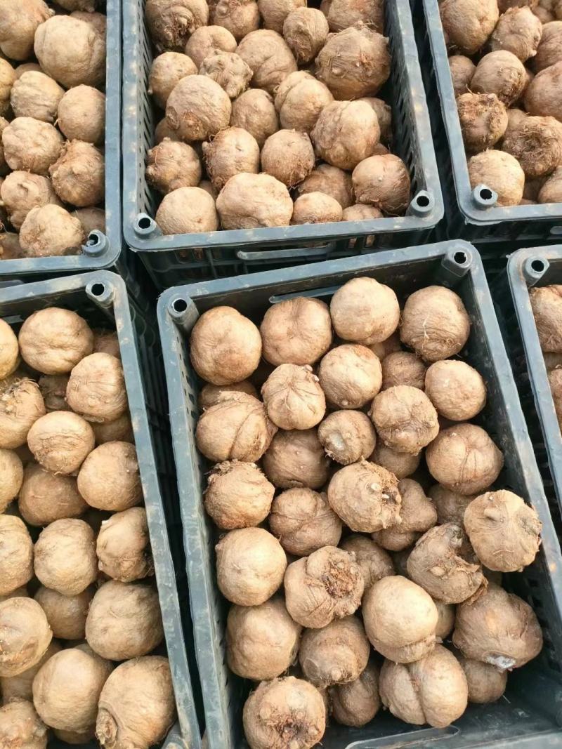 贵州威宁花魔芋，出粉率高，粘度强，无腐烂破烂，表皮干燥