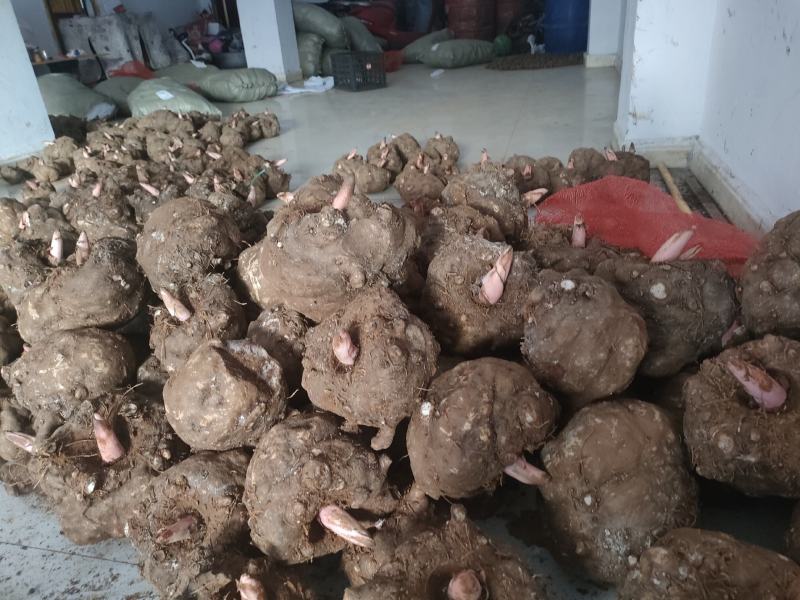 贵州威宁花魔芋，出粉率高，粘度强，无腐烂破烂，表皮干燥
