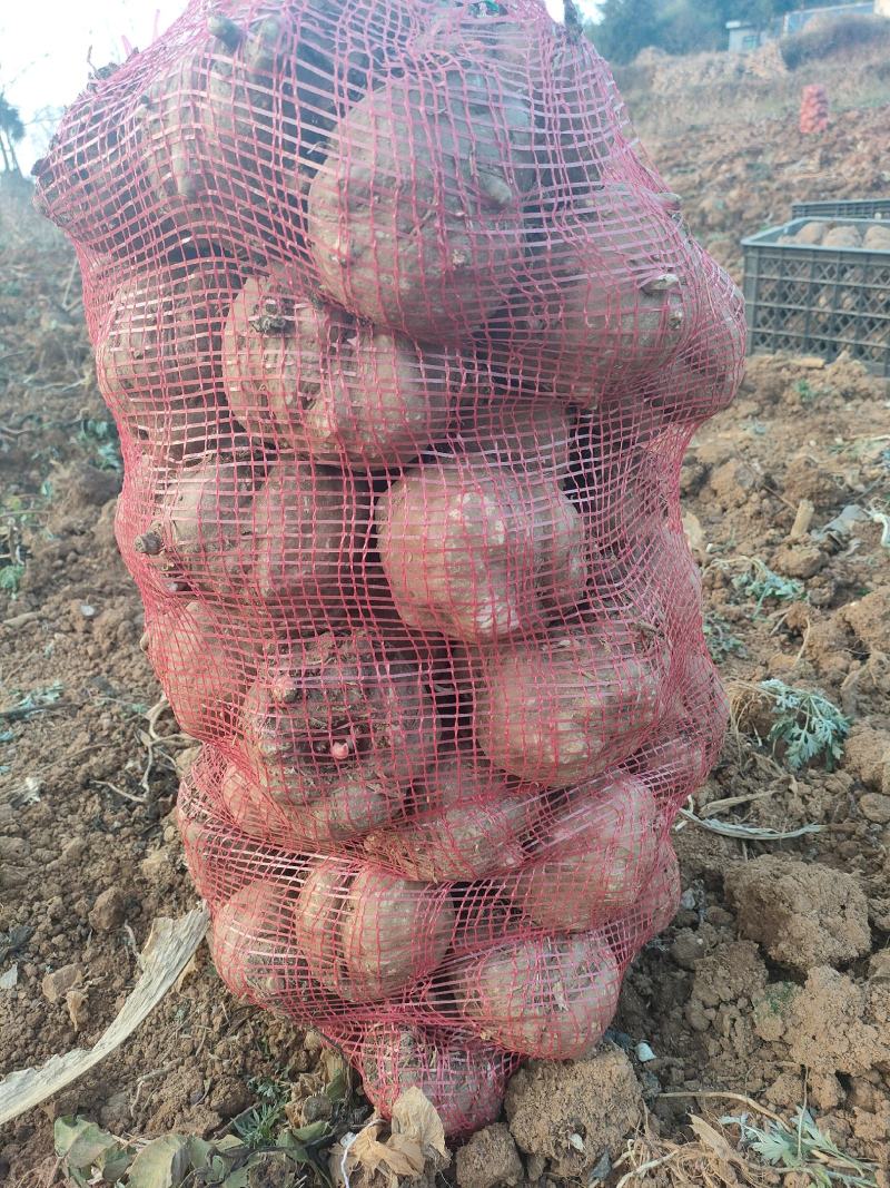 贵州威宁花魔芋，出粉率高，粘度强，无腐烂破烂，表皮干燥