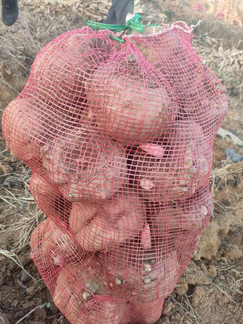 贵州威宁花魔芋，出粉率高，粘度强，无腐烂破烂，表皮干燥