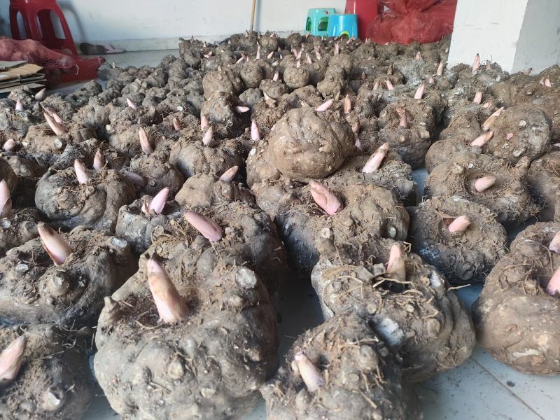 贵州威宁花魔芋，出粉率高，粘度强，无腐烂破烂，表皮干燥