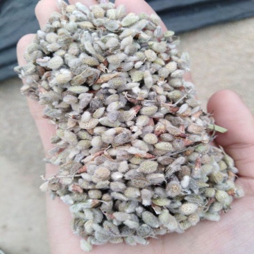 林木种子花棒沙地治理用绿化种子丛生荒漠抗旱抗寒沙化土壤种