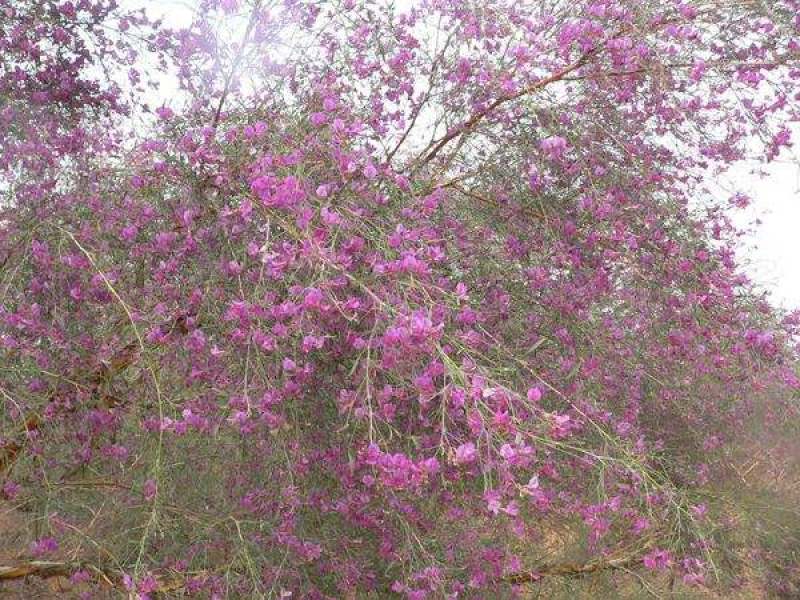 林木种子花棒沙地治理用绿化种子丛生荒漠抗旱抗寒沙化土壤种