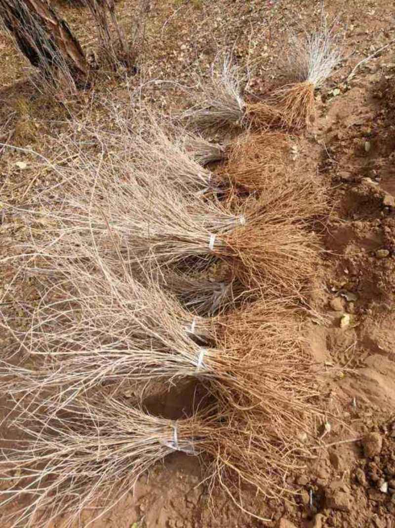 林木种子花棒沙地治理用绿化种子丛生荒漠抗旱抗寒沙化土壤种