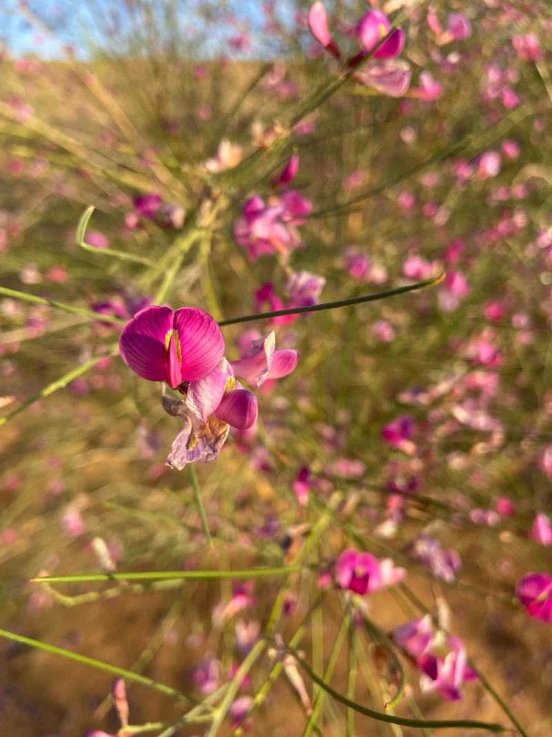 林木种子花棒沙地治理用绿化种子丛生荒漠抗旱抗寒沙化土壤种