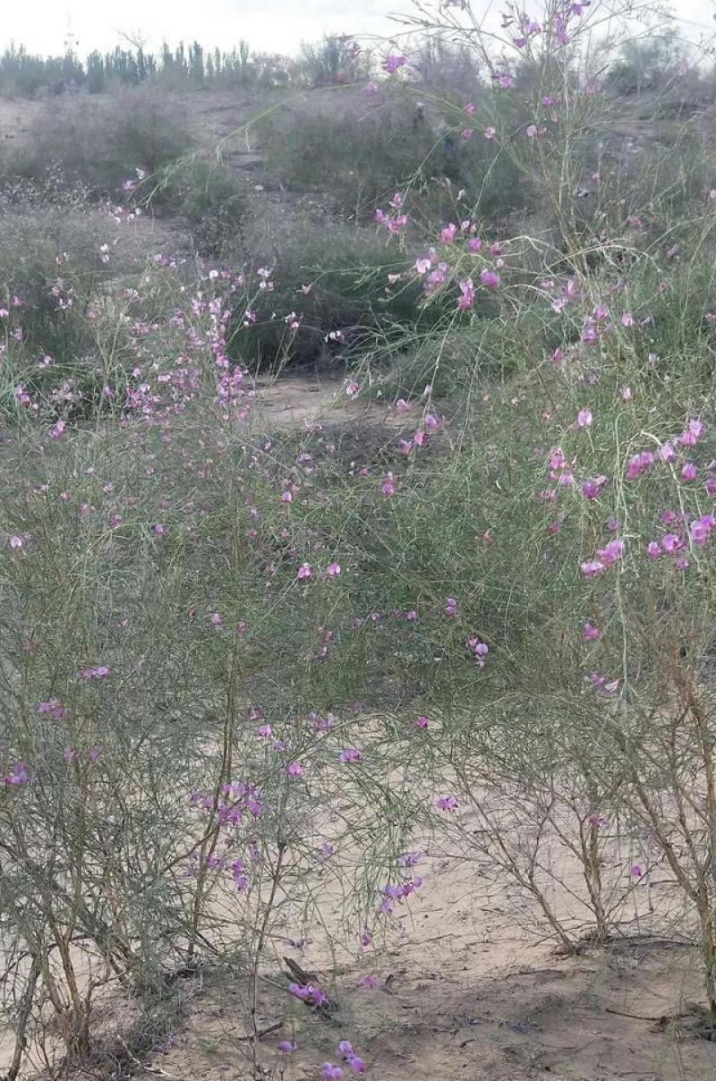 林木种子花棒沙地治理用绿化种子丛生荒漠抗旱抗寒沙化土壤种
