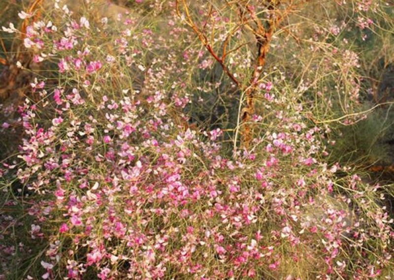 林木种子花棒沙地治理用绿化种子丛生荒漠抗旱抗寒沙化土壤种