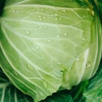 陕西汉中精品，包菜甘蓝菜，还有牛心包菜，货源充足