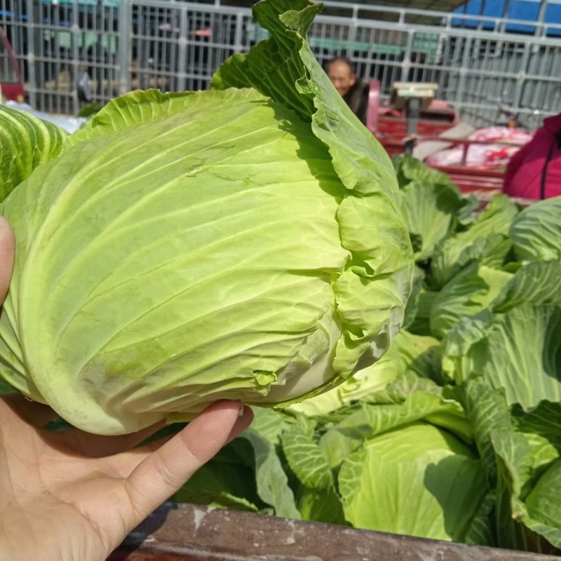 陕西汉中精品，包菜甘蓝菜，还有牛心包菜，货源充足