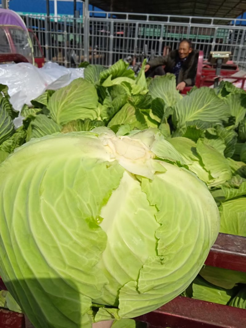 陕西汉中精品，包菜甘蓝菜，还有牛心包菜，货源充足