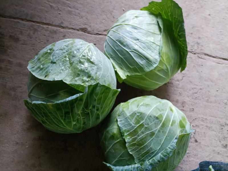 陕西汉中精品，包菜甘蓝菜，还有牛心包菜，货源充足