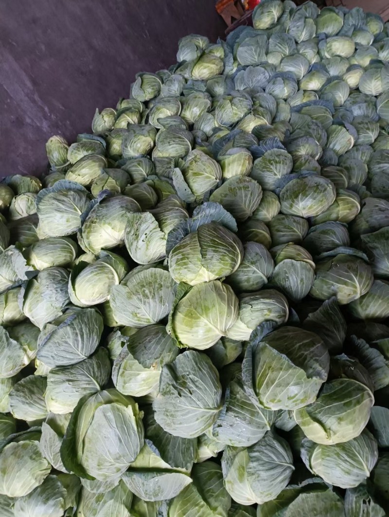 陕西汉中精品，包菜甘蓝菜，还有牛心包菜，货源充足
