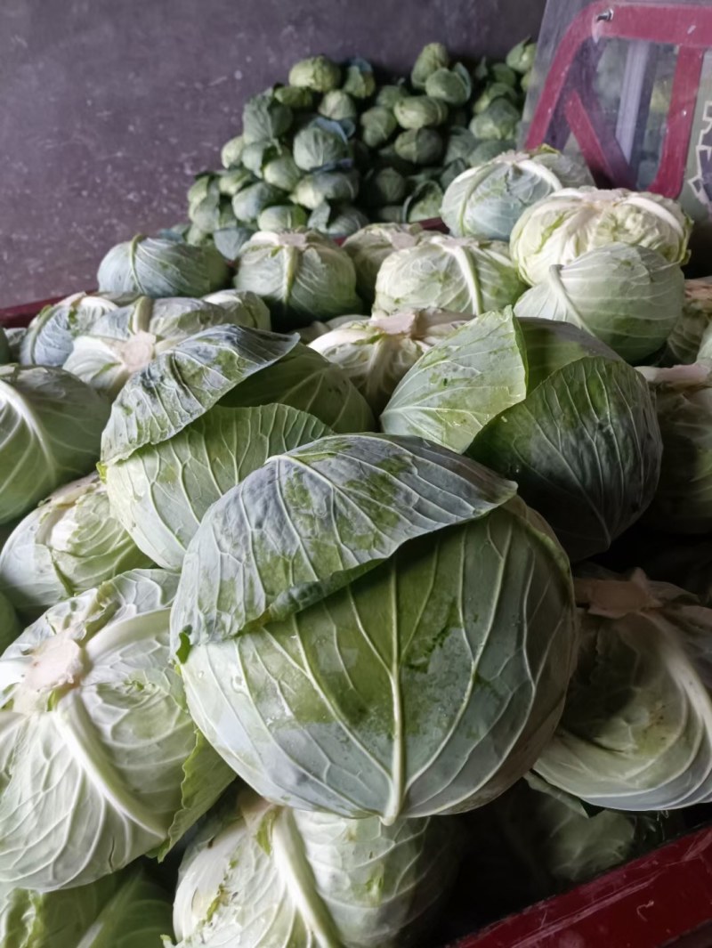 陕西汉中精品，包菜甘蓝菜，还有牛心包菜，货源充足