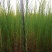 抗旱固沙种子梭梭树种籽毛条种子培育肉苁蓉的好树木沙漠