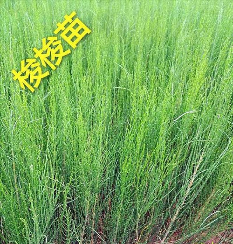 抗旱固沙种子梭梭树种籽毛条种子培育肉苁蓉的好树木沙漠