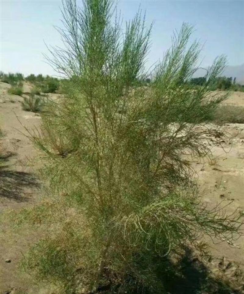 抗旱固沙种子梭梭树种籽毛条种子培育肉苁蓉的好树木沙漠