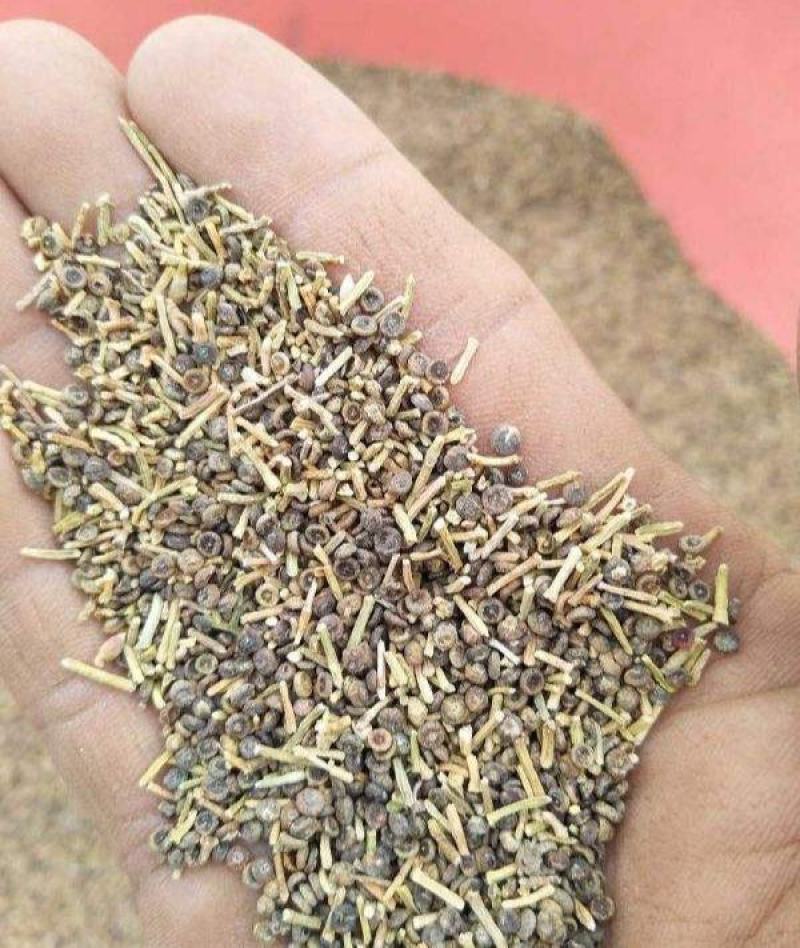 抗旱固沙种子梭梭树种籽毛条种子培育肉苁蓉的好树木沙漠