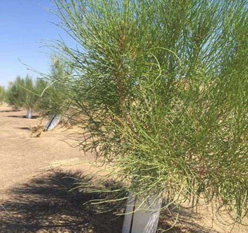 抗旱固沙种子梭梭树种籽毛条种子培育肉苁蓉的好树木沙漠