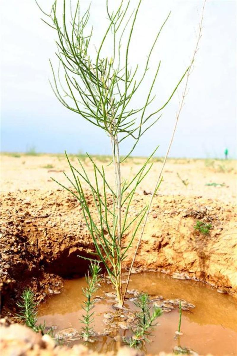 抗旱固沙种子梭梭树种籽毛条种子培育肉苁蓉的好树木沙漠