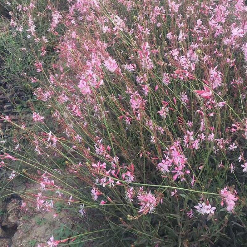 山桃草种子庭院春季播花草秋播四季易种室内花卉种子阳台盆栽