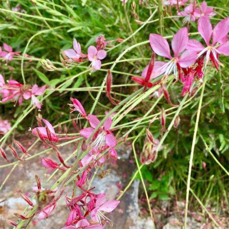 山桃草种子庭院春季播花草秋播四季易种室内花卉种子阳台盆栽