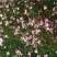 山桃草种子庭院春季播花草秋播四季易种室内花卉种子阳台盆栽