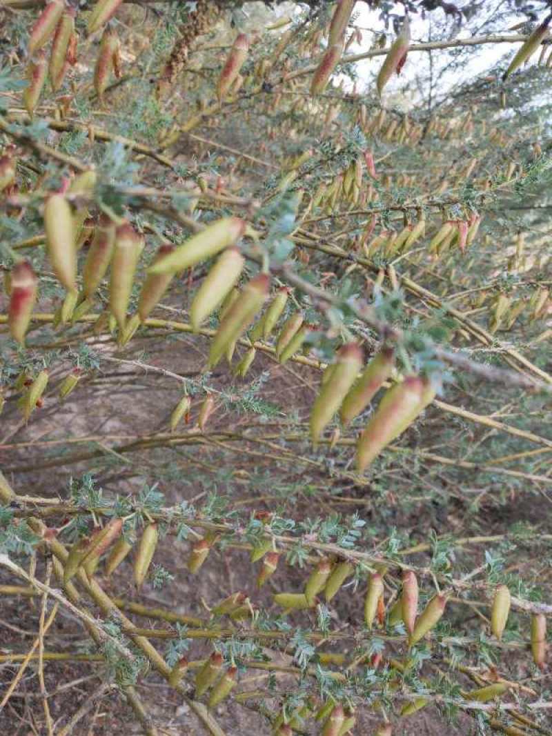 柠条种子耐寒耐高温饲草饲料蜜源牧草耐旱耐寒耐高温荒山绿化