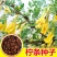 柠条种子耐寒耐高温饲草饲料蜜源牧草耐旱耐寒耐高温荒山绿化