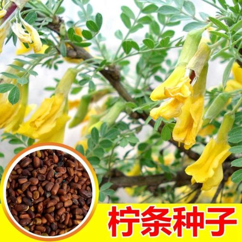 柠条种子耐寒耐高温饲草饲料蜜源牧草耐旱耐寒耐高温荒山绿化