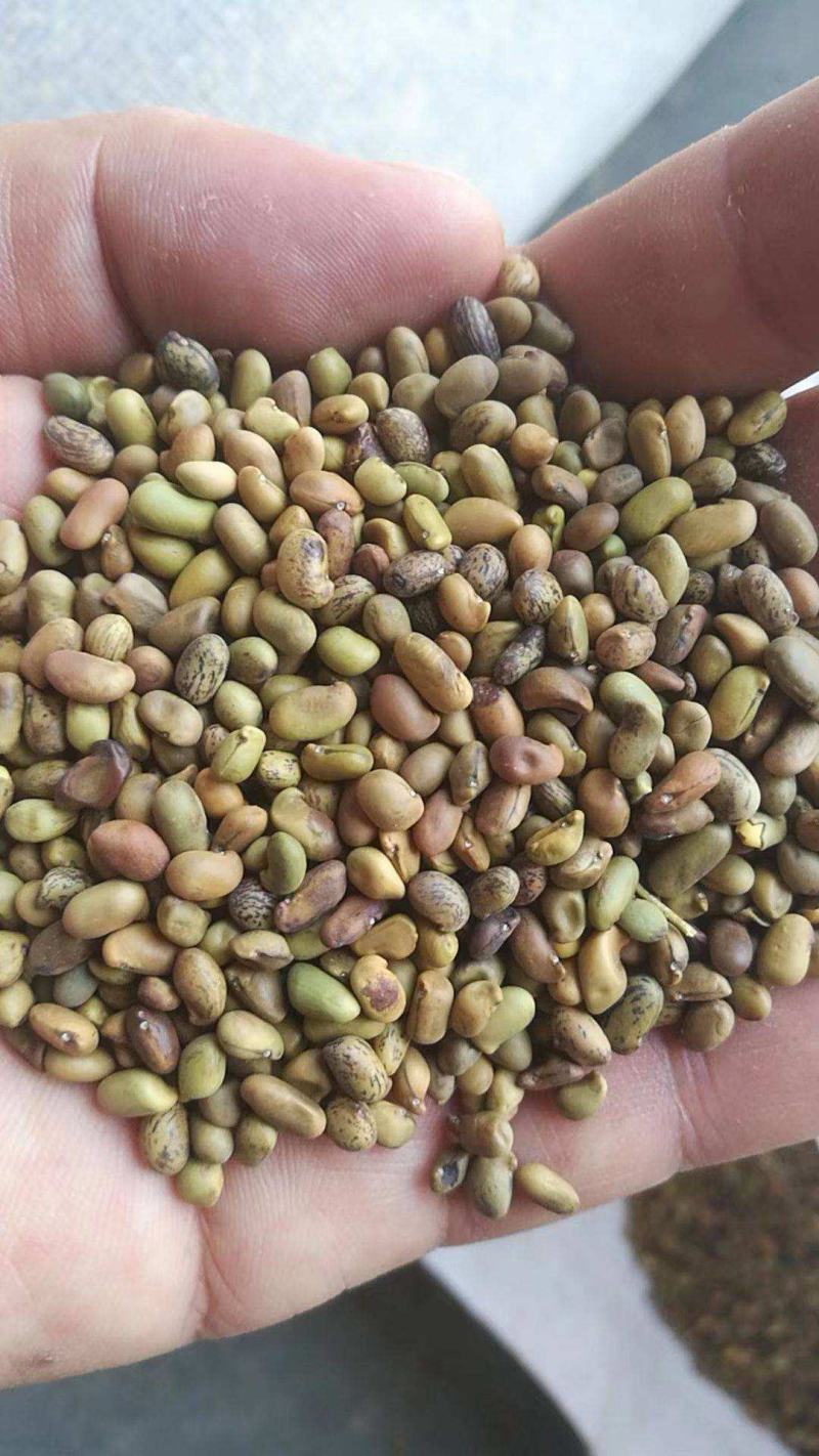 柠条种子耐寒耐高温饲草饲料蜜源牧草耐旱耐寒耐高温荒山绿化