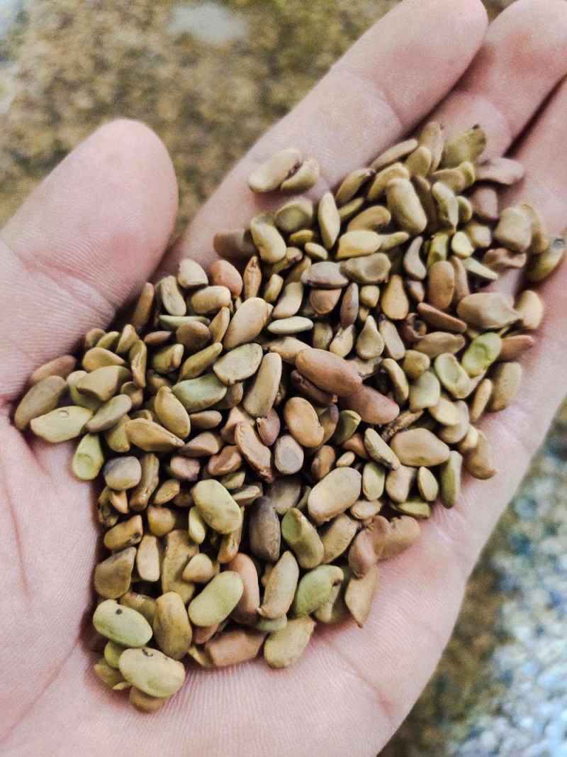 柠条种子耐寒耐高温饲草饲料蜜源牧草耐旱耐寒耐高温荒山绿化