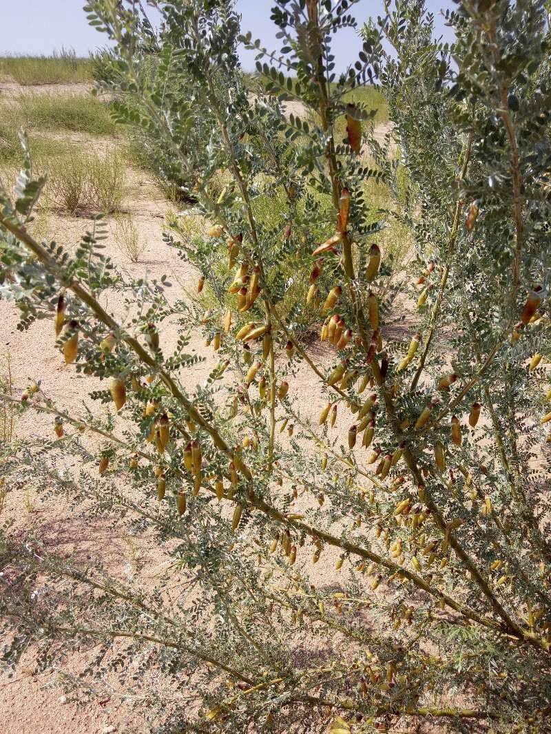 柠条种子耐寒耐高温饲草饲料蜜源牧草耐旱耐寒耐高温荒山绿化