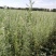 柠条种子耐寒耐高温饲草饲料蜜源牧草耐旱耐寒耐高温荒山绿化