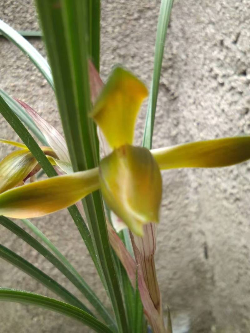 兰花苗兰花草下坡春兰盆景绿植10块一盆批零一件代发货