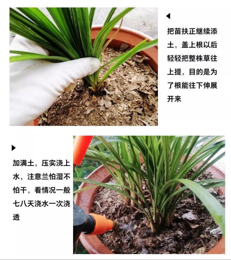 兰花苗兰花草下坡春兰盆景绿植10块一盆批零一件代发货