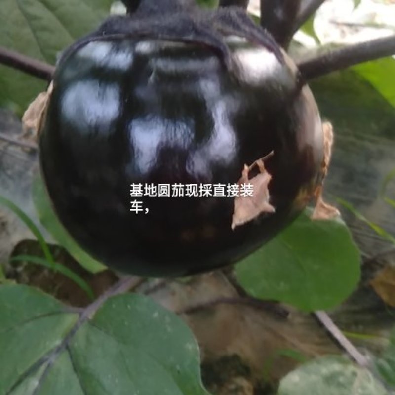 万亩圆茄供应中！河南省南乐欢迎各位老板。