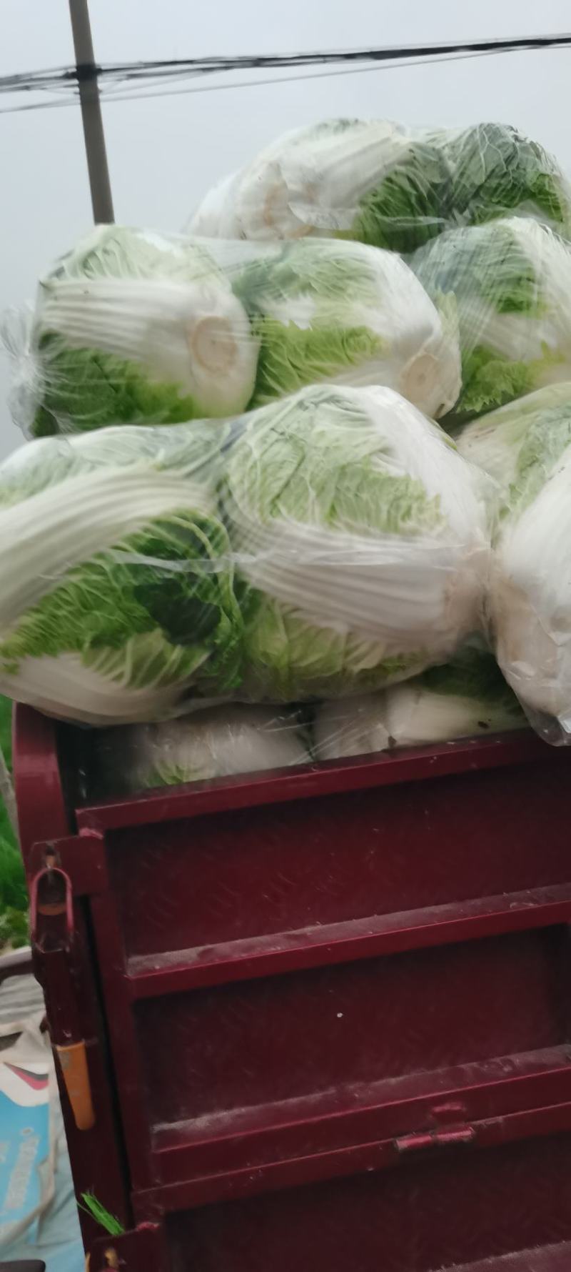 河南白菜秋绿60白菜，视频看货，线上保障交易。